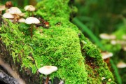 世界登山青年救援技能认证首批合格者名单发布，国际登山联合会认证